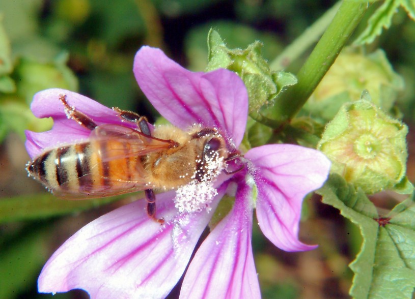 Sirfide da determinare: Sphaerophoria taeniata?